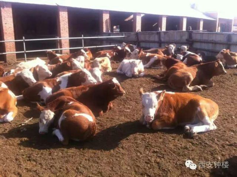 三元杂交牛200~300斤