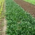 大叶菠菜10~15厘米