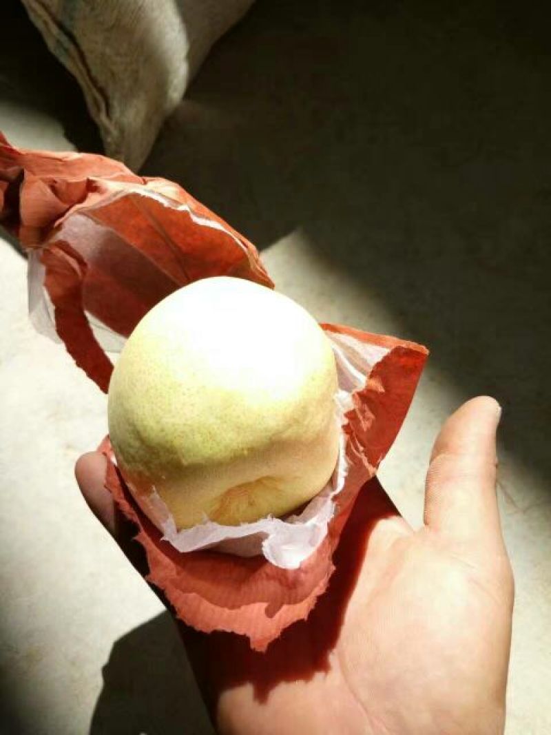 酥梨200~250g纸袋