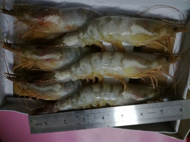 青虾食用13~15只/kg