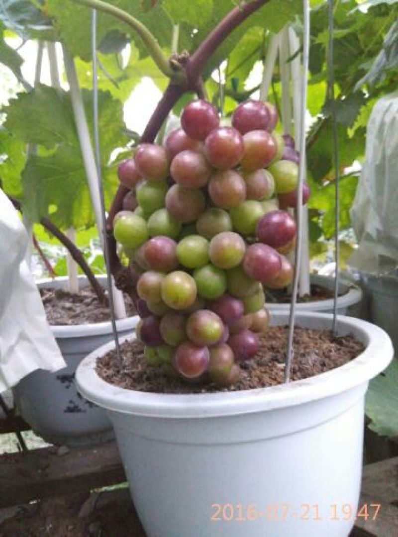 盆栽葡萄80~100cm