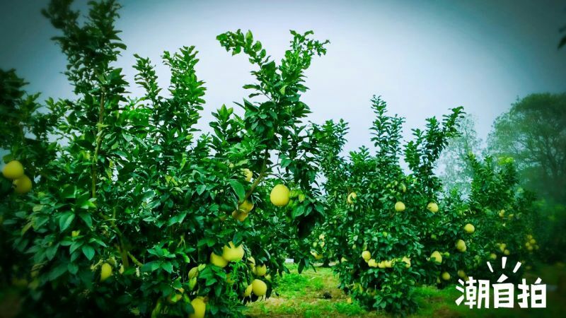 红心蜜柚1.5斤起果皮细腻个头均匀货源充足支持产地直发