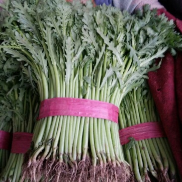 茼蒿20~25cm