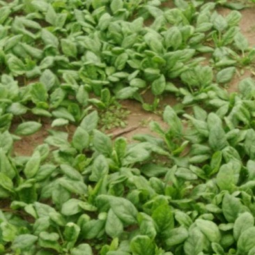 秋菠菜10~15厘米