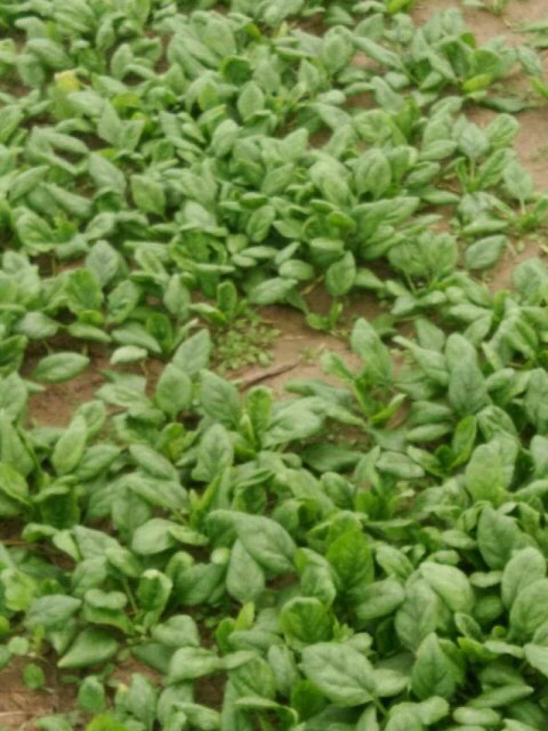 秋菠菜10~15厘米