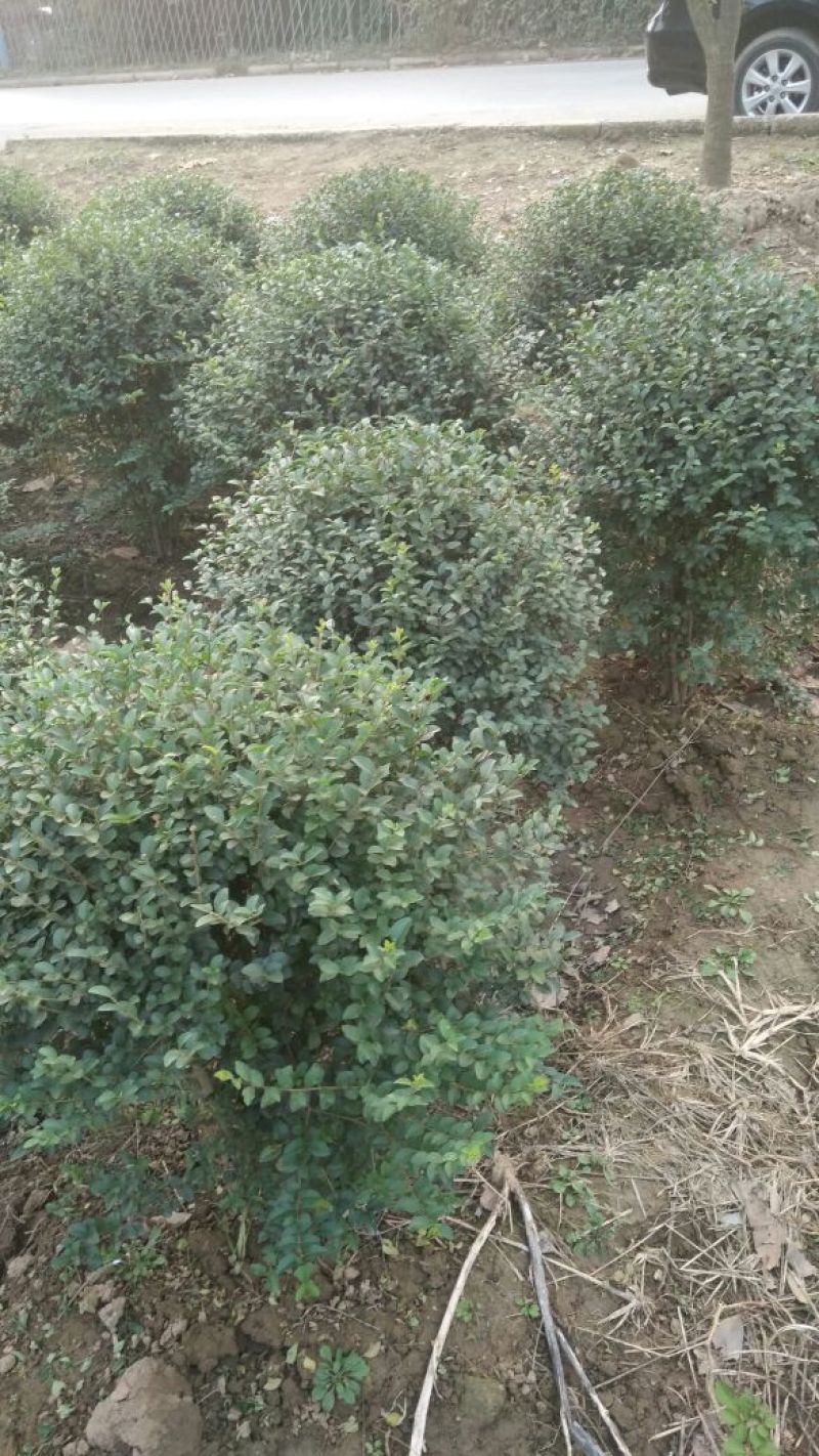 小叶女贞球80cm以上量大