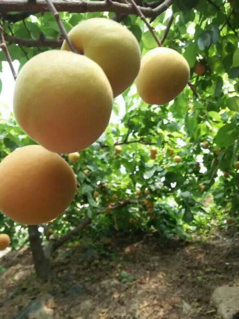 金太阳杏陕西金太阳杏供应，金太阳杏上市价格