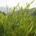 黄花菜散装二级
