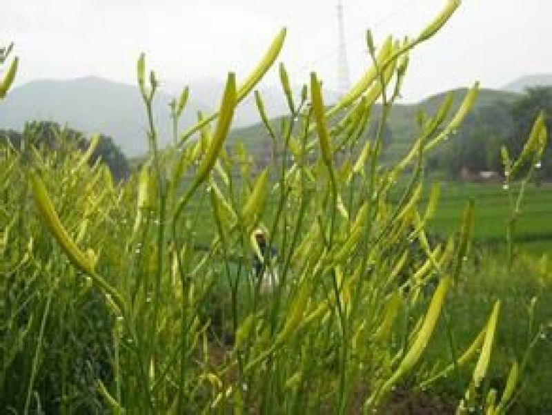黄花菜散装二级
