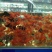 锦鲤饲料0.5~1公斤