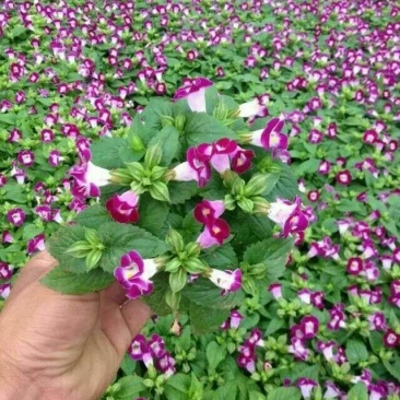 夏堇种苗夏堇小苗盆栽夏堇夏堇基地夏堇产地