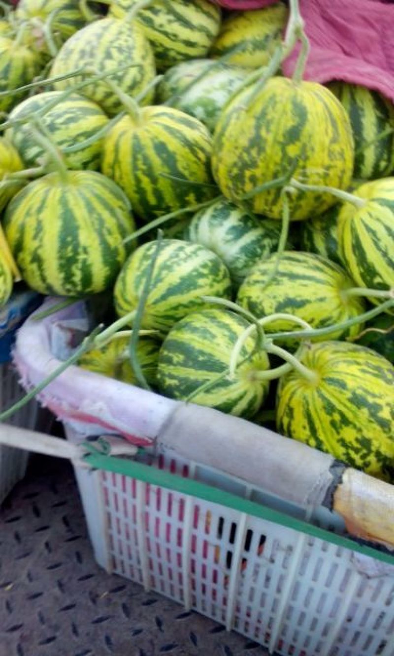 花蕾1号甜瓜0.5斤以上