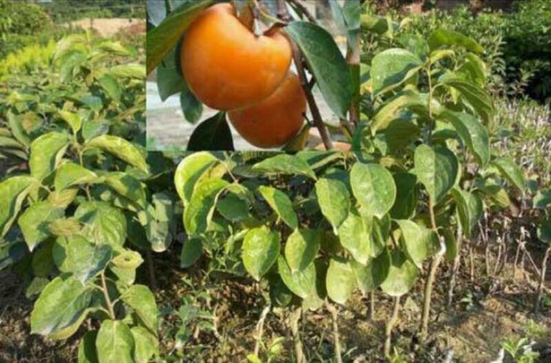 柿子树苗