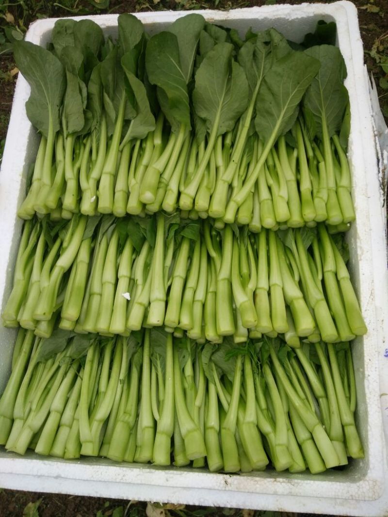菜苔