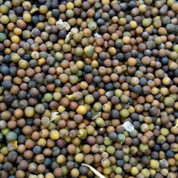 湖北精选定包优质油菜籽常年供应，货源充足