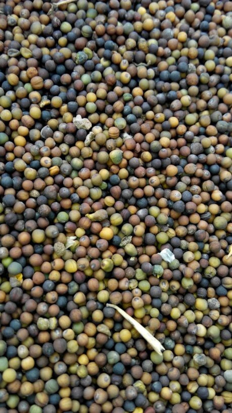 湖北精选定包优质油菜籽常年供应，货源充足