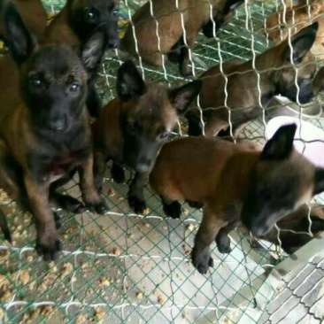 马犬母