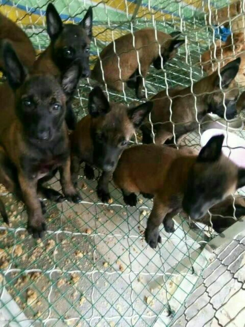 马犬母