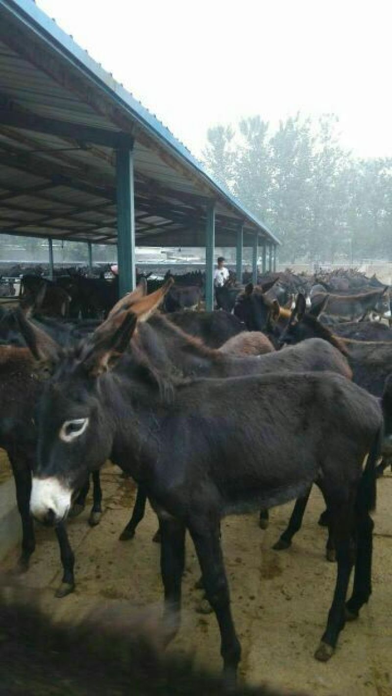 肉驴200~400斤