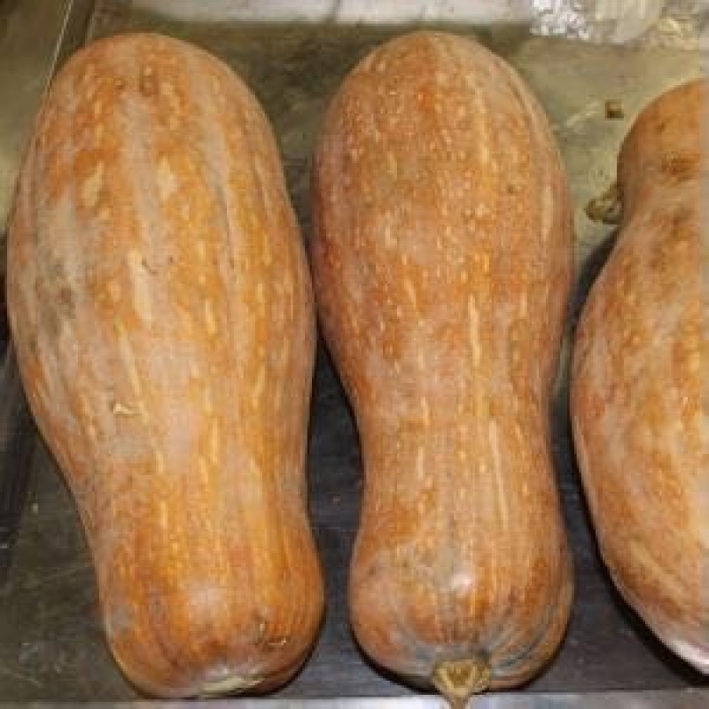 金韩蜜本南瓜