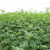 花椒苗0.5~1年