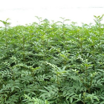 花椒苗0.5~1年