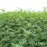 花椒苗0.5~1年
