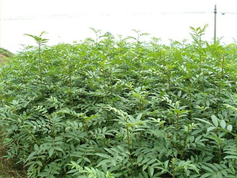 花椒苗0.5~1年
