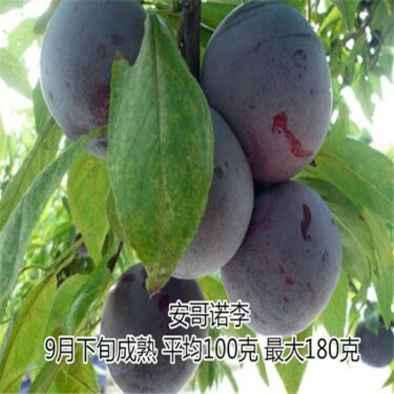 茵红李苗