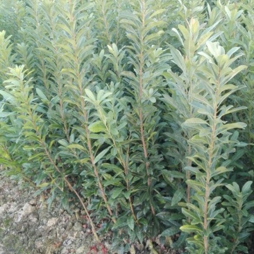 杨梅树30~50cm