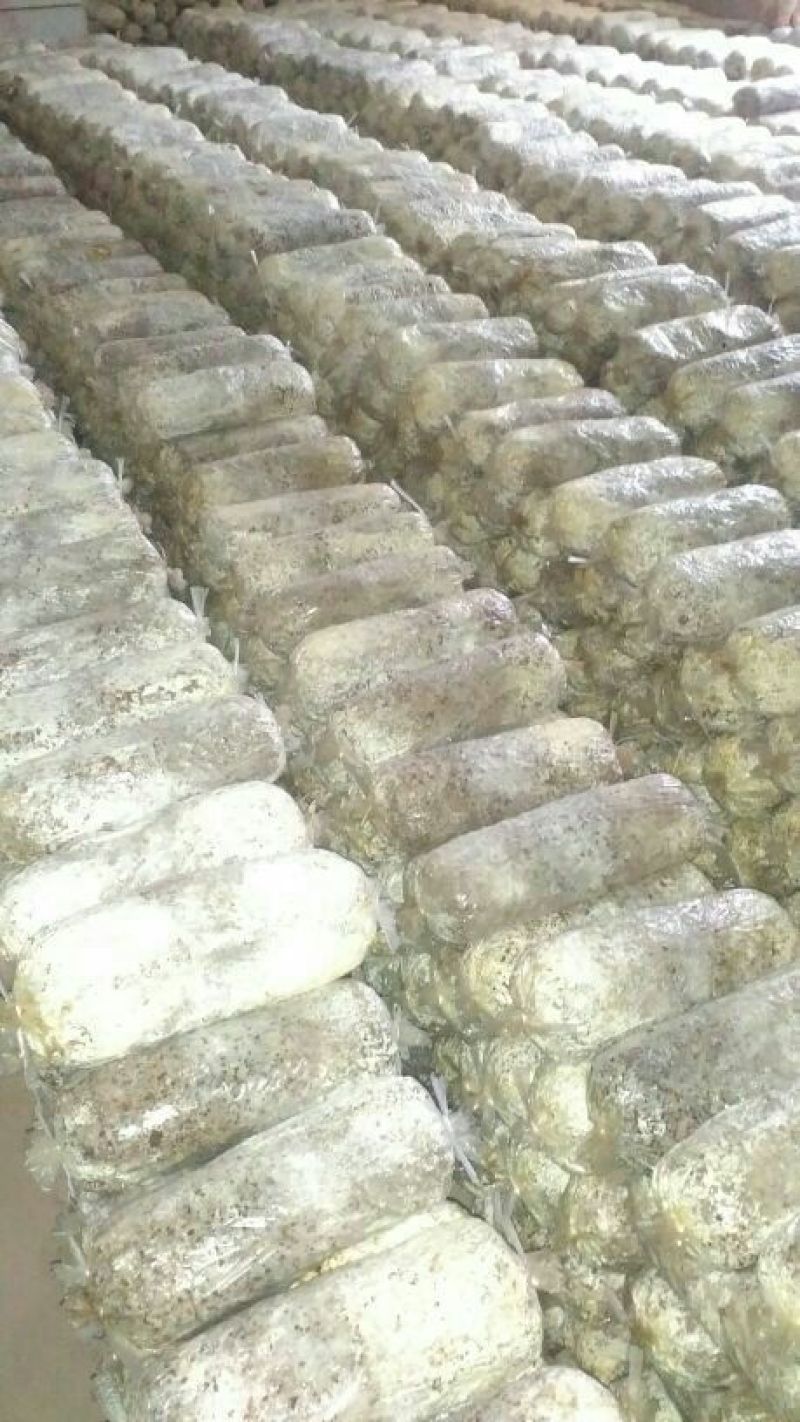 平菇菌种栽培种，一手好货，欢迎咨询采购。