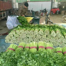 芹菜45cm以上