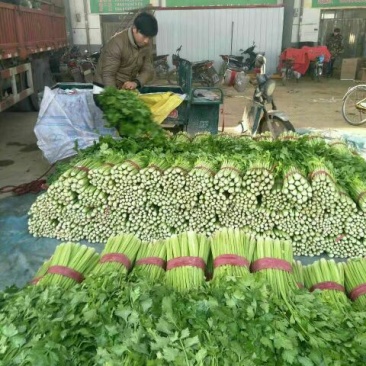 芹菜45cm以上