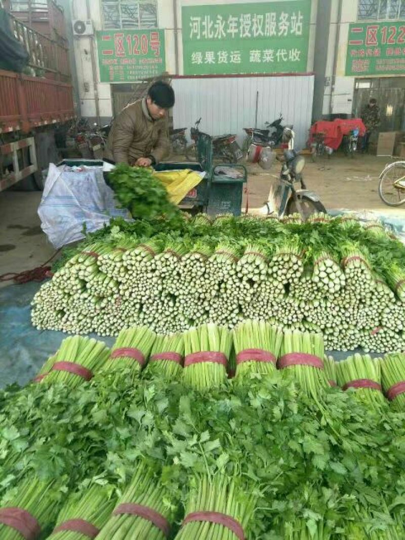 芹菜45cm以上