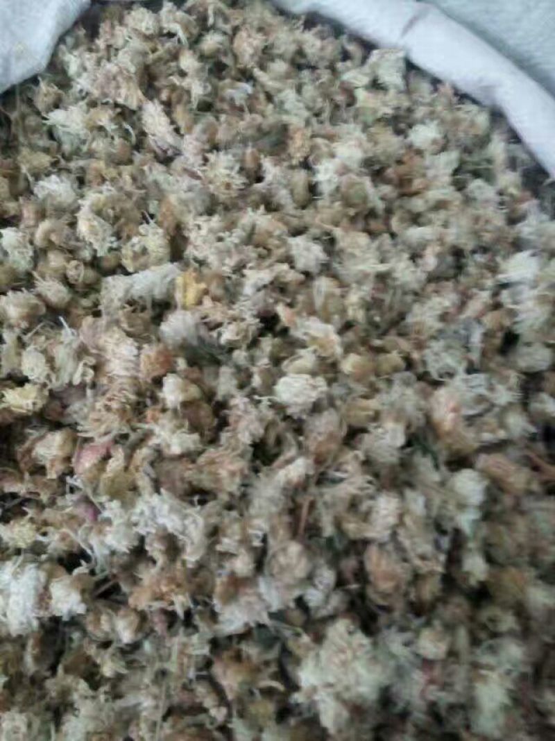 杭州白菊散装