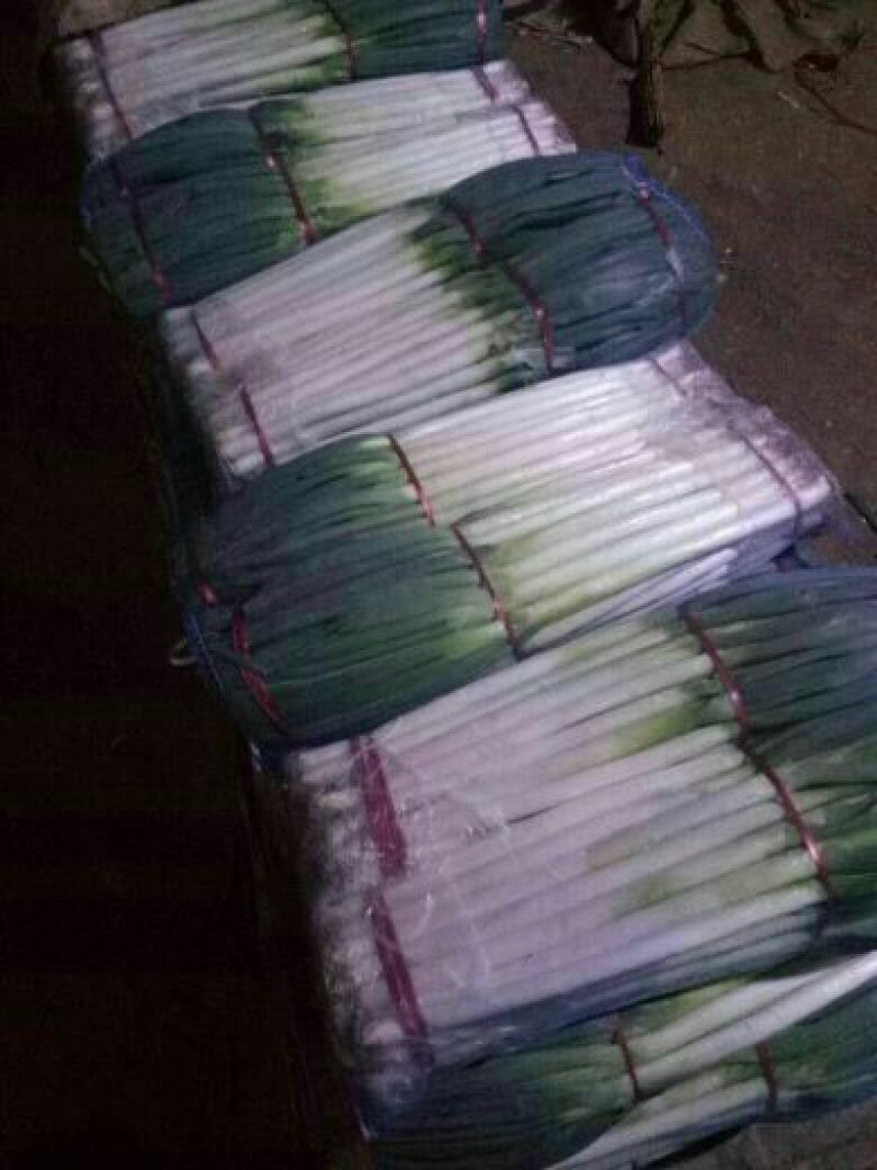 大葱40cm以上毛葱2cm左右大量供应长白大葱和优