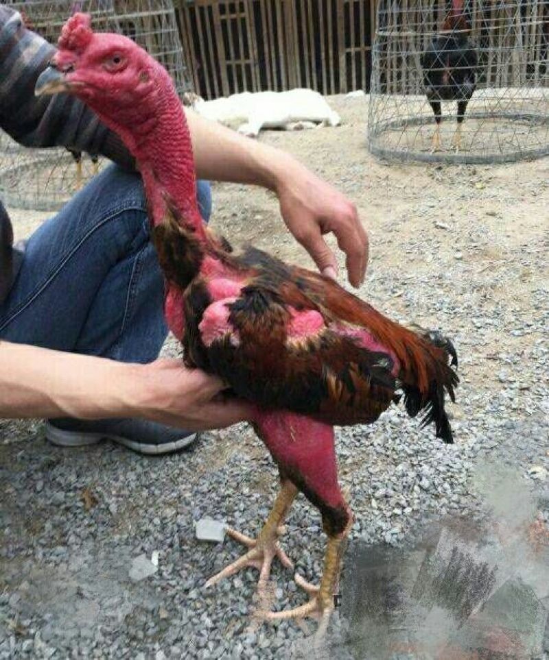 斗鸡苗1斤以上