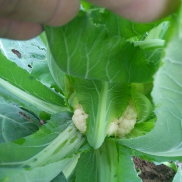 白花菜散装
