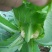 白花菜散装