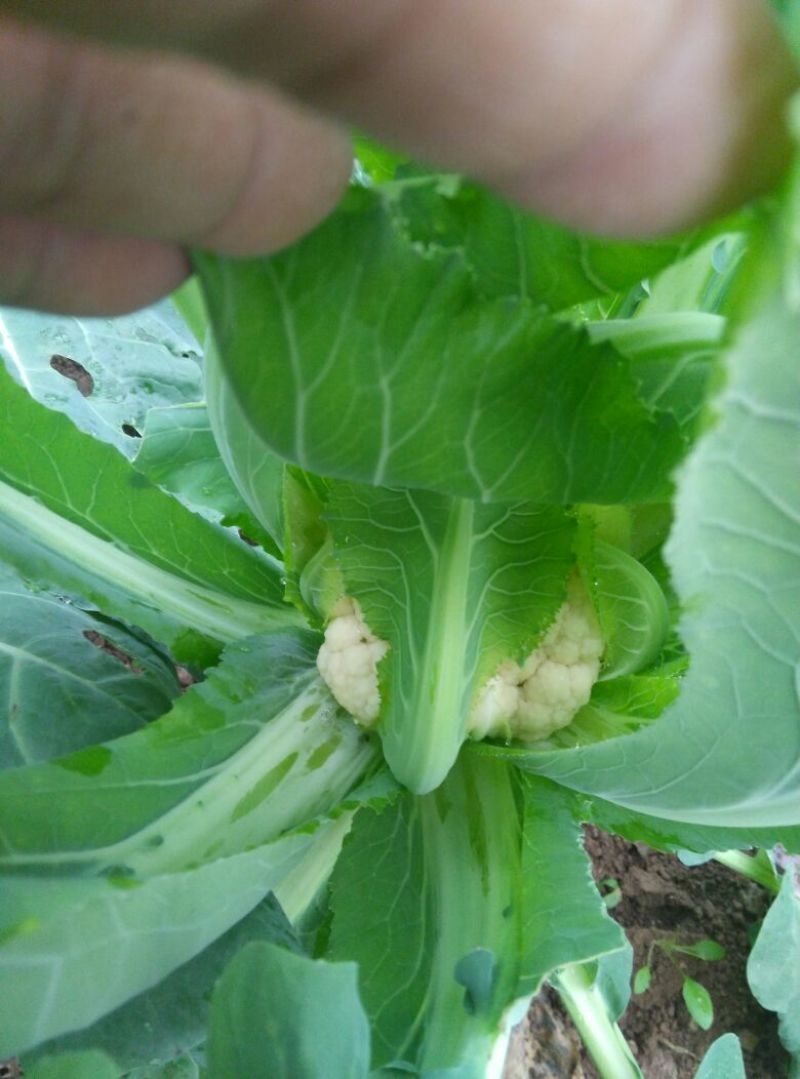 白花菜散装