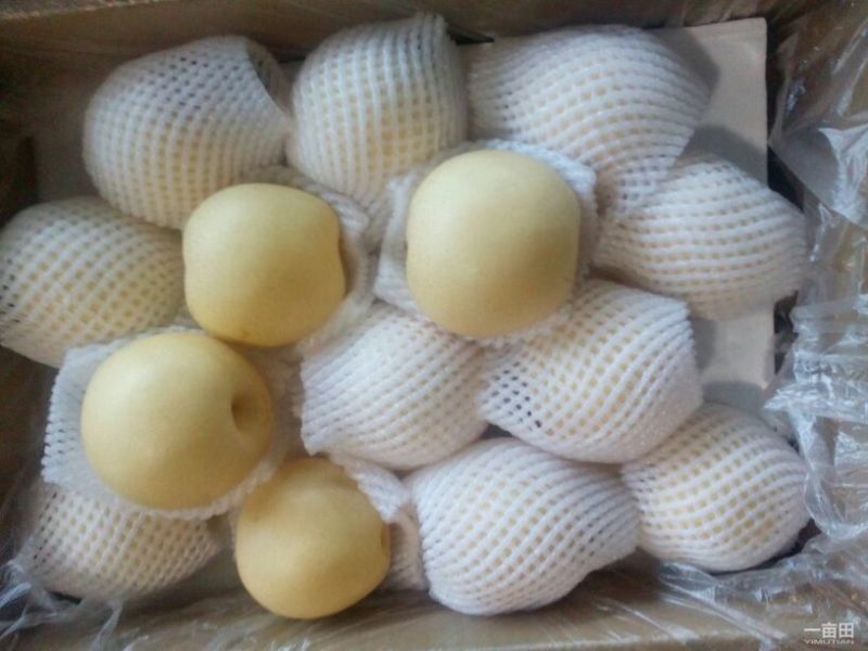 皇冠梨550~600g纸加膜
