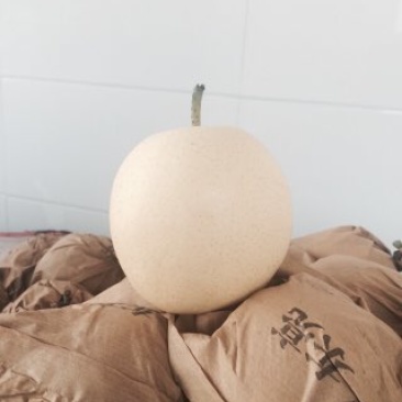 皇冠梨