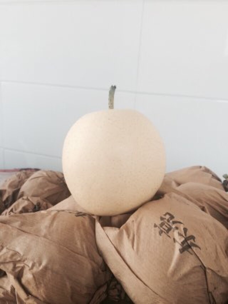 皇冠梨