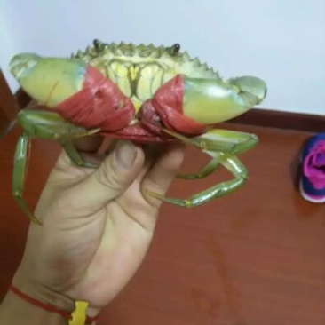 青蟹食用雄蟹