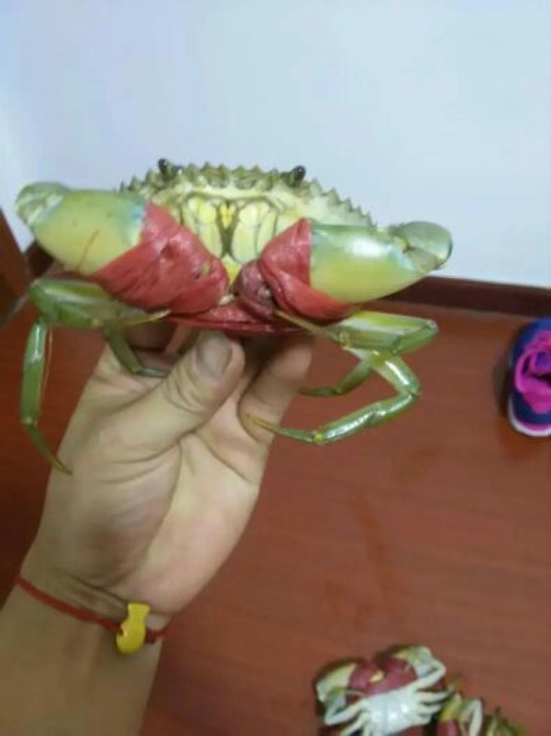 青蟹食用雄蟹