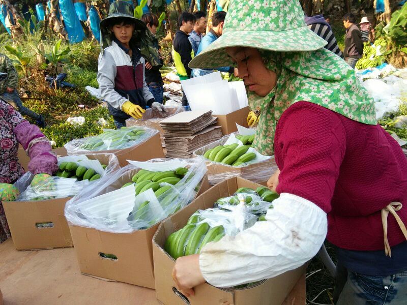 巴西香蕉七成熟