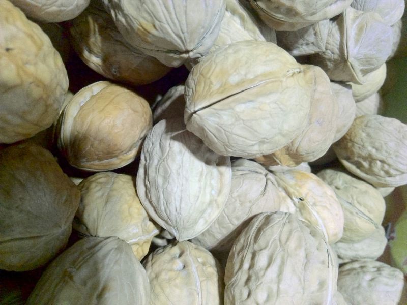 薄皮核桃30mm以上去皮干