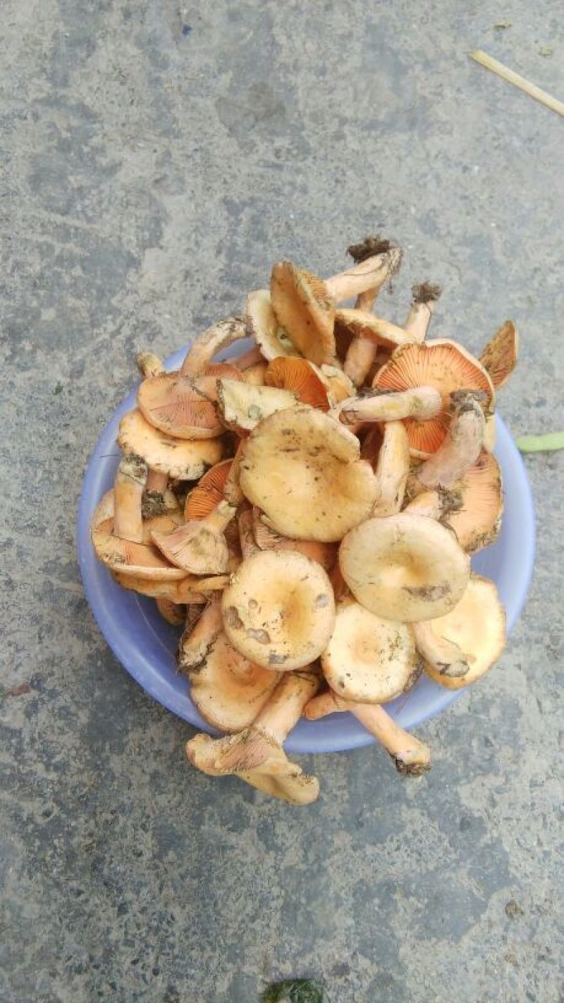 野生菌特级