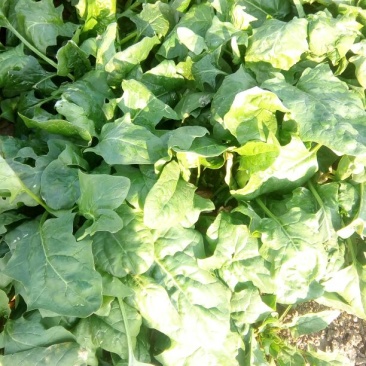 大叶菠菜25~30厘米