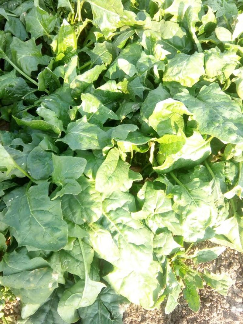 大叶菠菜25~30厘米